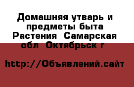 Домашняя утварь и предметы быта Растения. Самарская обл.,Октябрьск г.